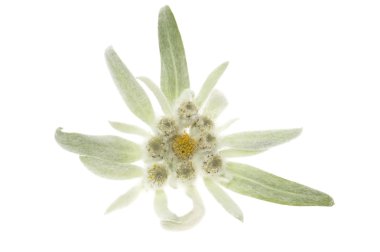 Edelweiss.