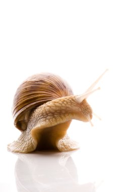 Snail. animal isolated on the white background clipart