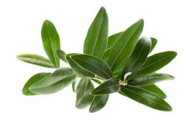 Olive branch isolated on the white clipart