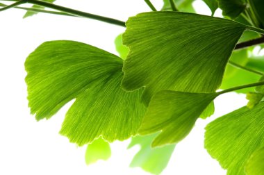 Ginkgo biloba green leaf isolated on white background clipart