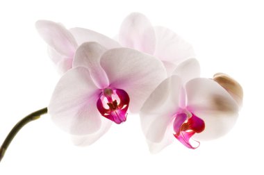 White orchid on white clipart