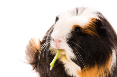 Guinea pig isolated on the white background. coronet clipart