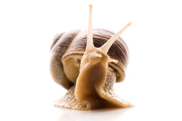 Snail on white — Stock Photo, Image