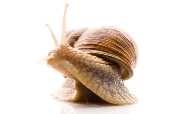 Snail Animal Isolated White Background — Stock Photo, Image