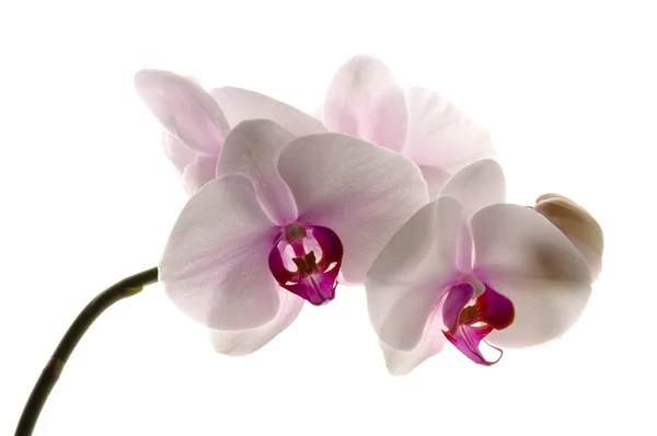 Weiße Orchidee Auf Weiß — Stockfoto
