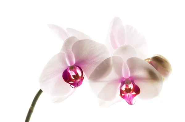 Witte orchidee op wit — Stockfoto