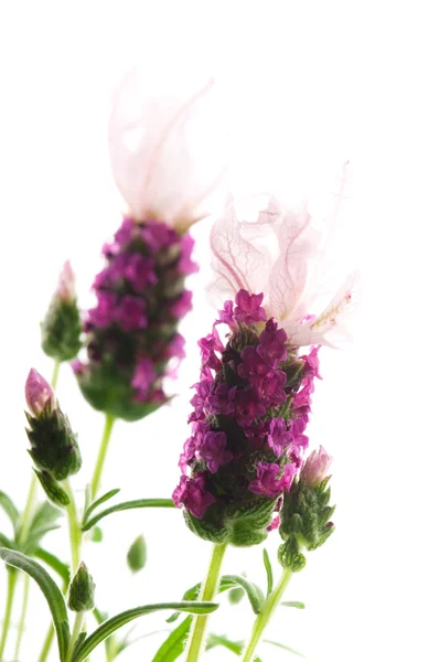 Lawenda Kwiat Białym Tle — Zdjęcie stockowe