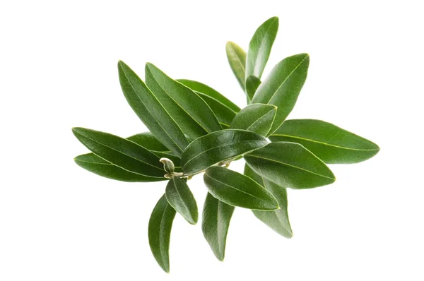 Gałązką oliwną na białym tle — Zdjęcie stockowe