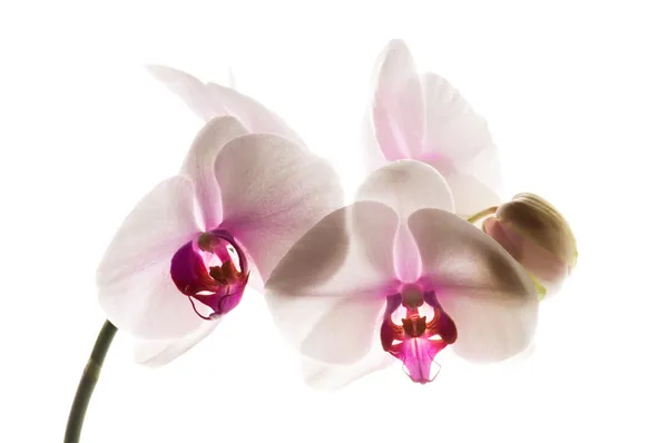Fehér Fehér Orchidea — Stock Fotó