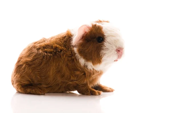 Newborn guinea pig — Stock Photo, Image