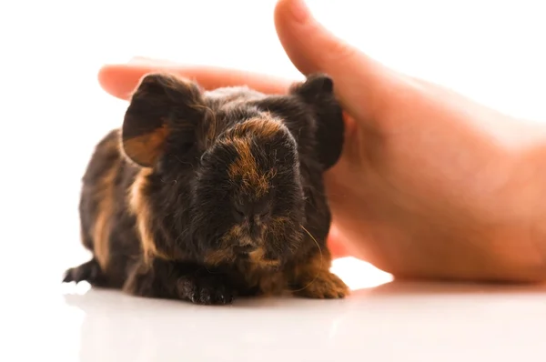 stock image Baby guinea pig