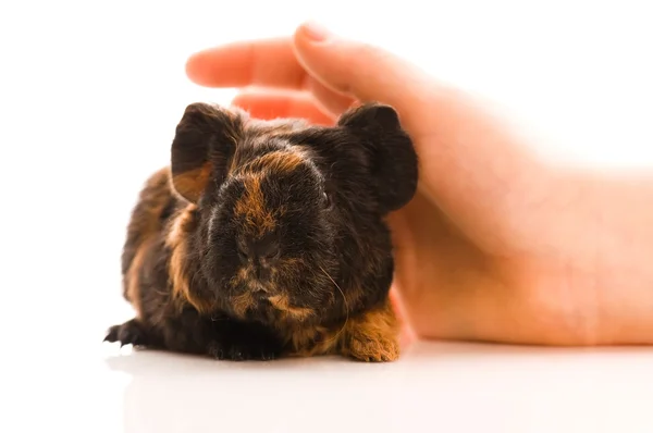 stock image Baby guinea pig