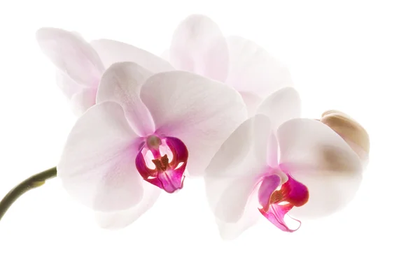Beyaza Beyaz Orkide — Stok fotoğraf