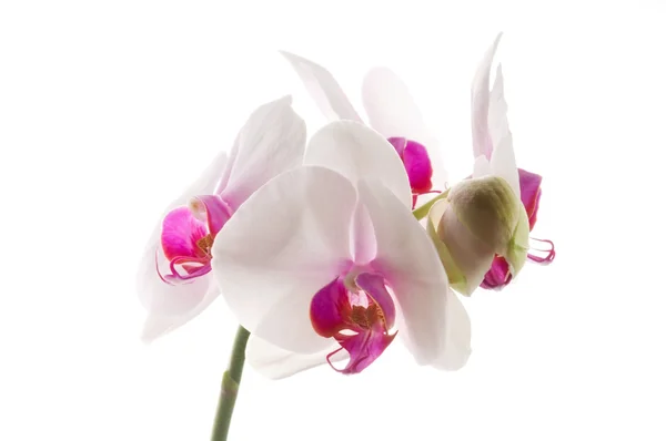 Orchidea bianca su bianco — Foto Stock