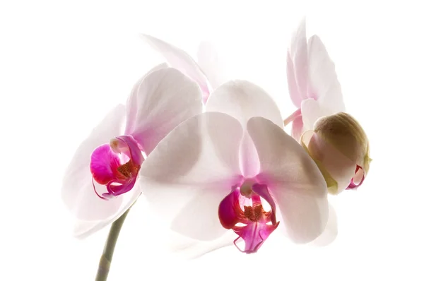 Orquídea branca em branco — Fotografia de Stock