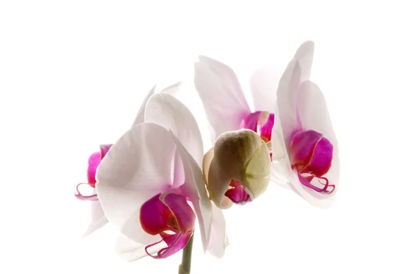 Bílá orchidej na bílém pozadí — Stock fotografie