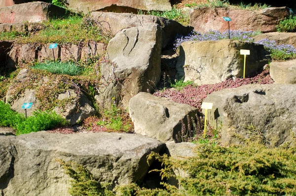 Rock Bahçe — Stok fotoğraf