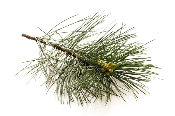 Pine Gren Isolerat Den Vita Bakgrunden — Stockfoto
