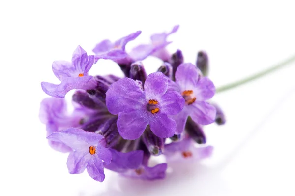 Lavendel Blomma Den Vita Bakgrunden — Stockfoto