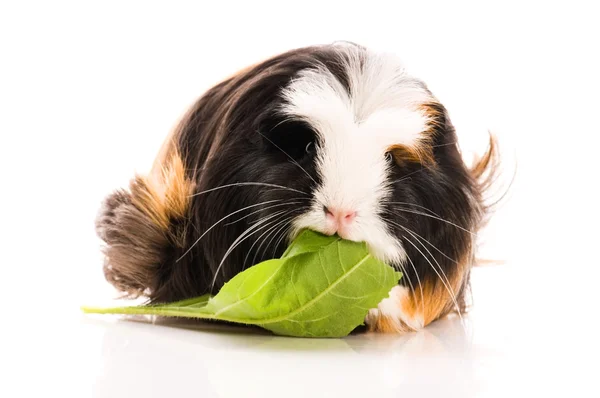 stock image Baby guinea pig
