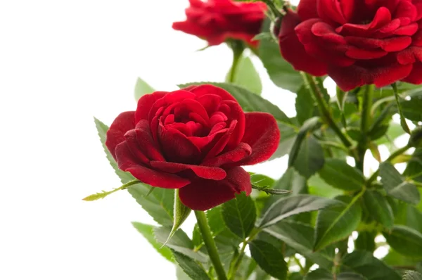 stock image Red roses on a white background