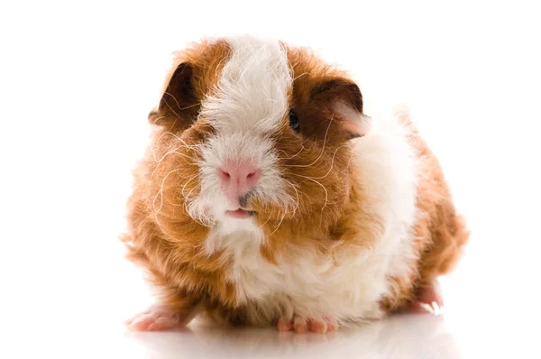 Baby guinea pig. texel — Stock Photo, Image