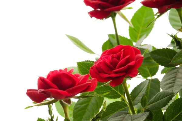 Rode rozen op een witte achtergrond — Stockfoto