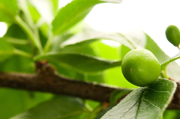Growing green plums isolated on the white — Stock Photo, Image