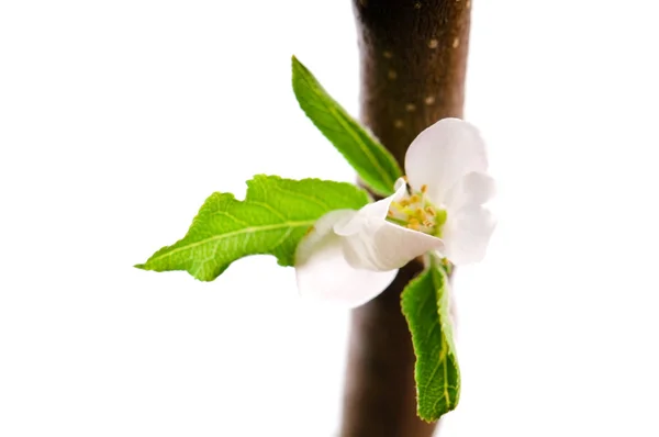 Dettaglio del ramo melo in primavera — Foto Stock