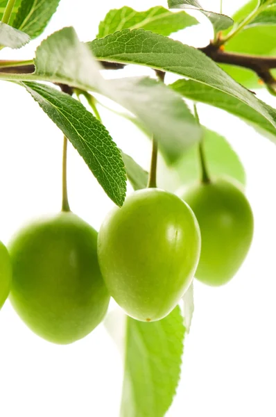 Growing green plums isolated on the white — Stock Photo, Image