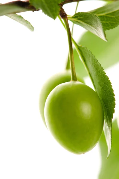 Crescendo Ameixas Verdes Isoladas Branco — Fotografia de Stock
