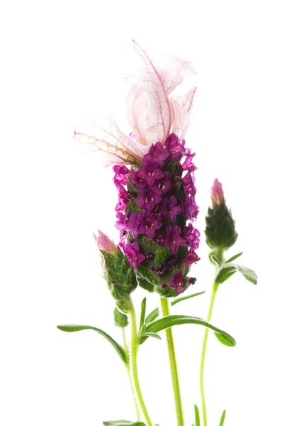 Flor Lavanda Fundo Branco — Fotografia de Stock