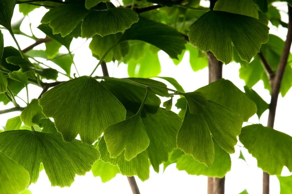 Ginkgo Biloba Green Leaf Isolated White Background — Stock Photo, Image