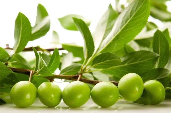 Växande gröna plommon isolerat på vita — Stockfoto