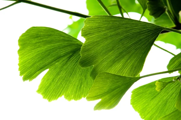 stock image Ginkgo biloba green leaf isolated on white background