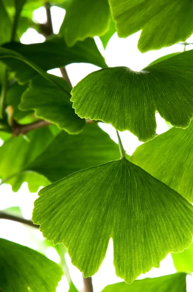 Ginkgo biloba zielony liść na białym tle — Zdjęcie stockowe
