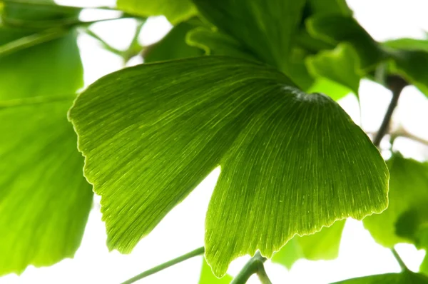 Ginkgo biloba zielony liść na białym tle — Zdjęcie stockowe