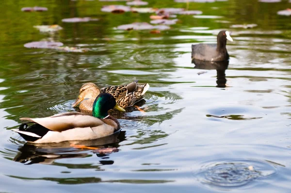 Kachny ve vodě jezera — Stock fotografie