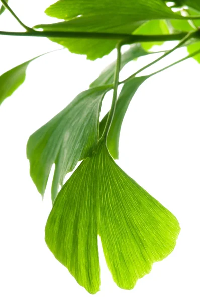 Ginkgo Biloba Folha Verde Isolada Sobre Fundo Branco — Fotografia de Stock