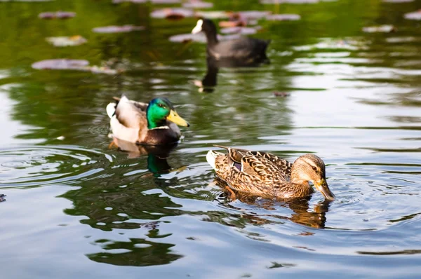 stock image Ducks in water of lake