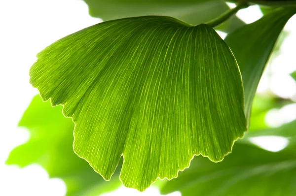 Beyaz Arka Plan Üzerinde Izole Ginkgo Biloba Yeşil Yaprak — Stok fotoğraf
