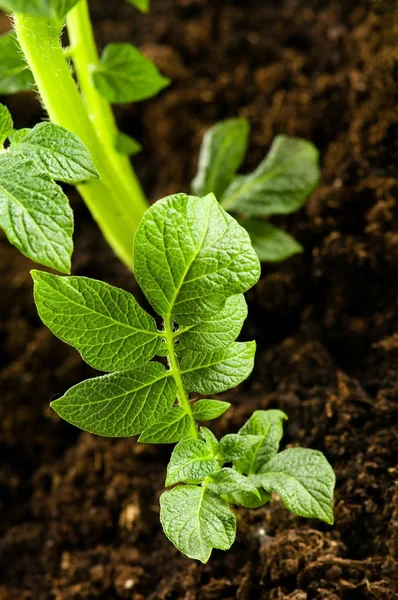 Growing Potato Baby Plant Soil — Stock Photo, Image