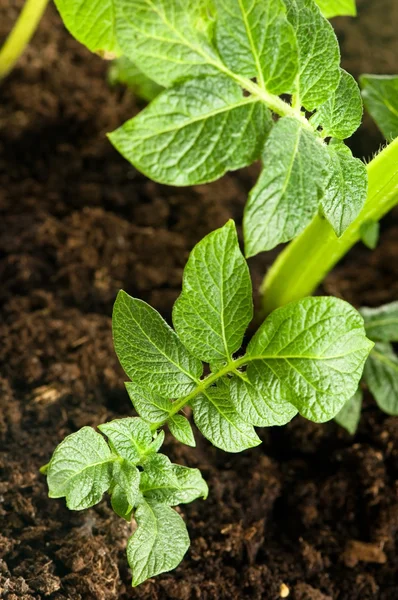 Growing potato. baby plant in soil — Stock Photo, Image
