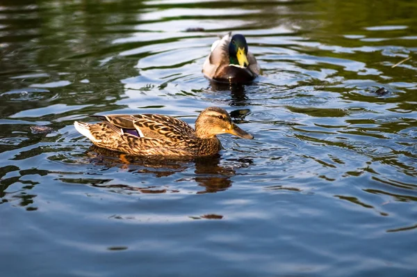 Ördekler Gölü Nün — Stok fotoğraf