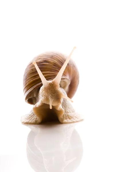 화이트 달팽이 — 스톡 사진