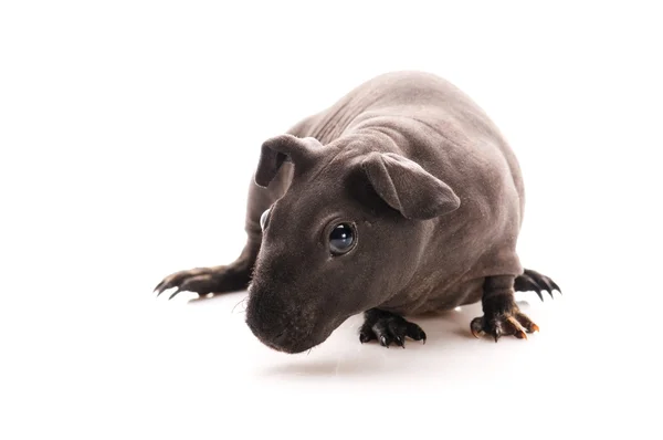 Skinny guinea pig isolated on the white background — Stock Photo, Image