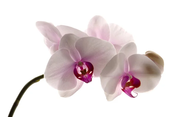 Orchidée Blanche Sur Blanc — Photo