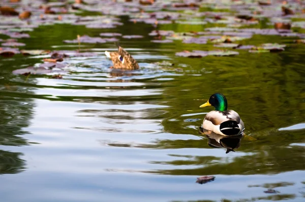 Kachny ve vodě jezera — Stock fotografie