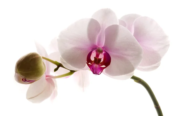 White Orchid White — Stock Photo, Image