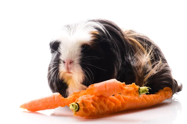 stock image Guinea pig with carrots